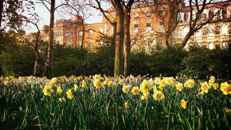 daffodils in stephens green
