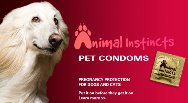 petcondoms1