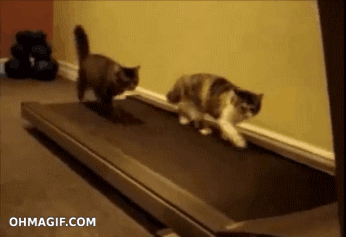 treadmill-cat