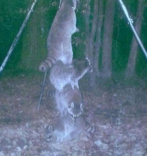 So I set my deer feeder high off the ground so the raccoons couldn't reach it... - Imgur