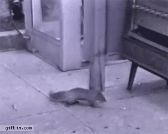 smart-squirrel-raids-vending-machine