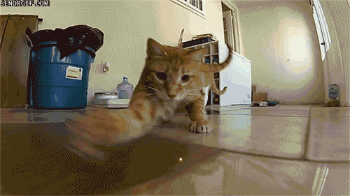 red-dot-pov-camera-funny-cats.gif.pagespeed.ce._fBgExjQlc