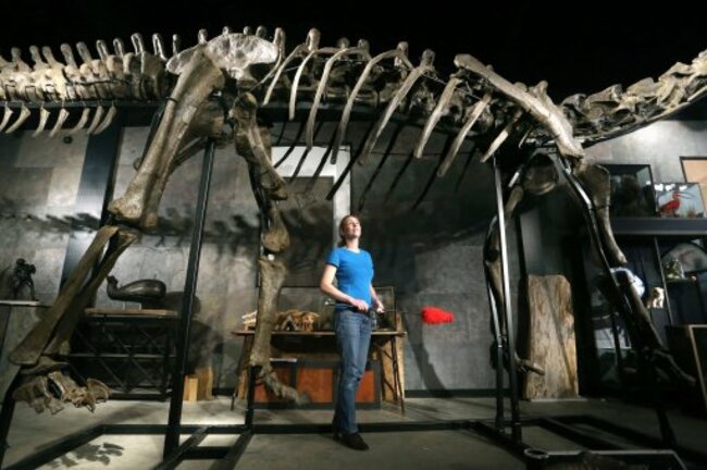 Dinosaur skeleton set for auction