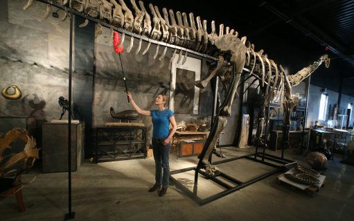 Dinosaur skeleton set for auction