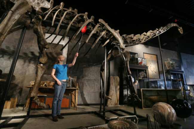 Dinosaur skeleton set for auction