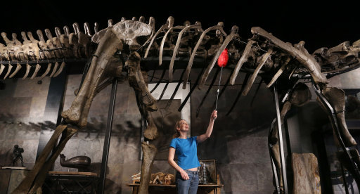 Dinosaur skeleton set for auction