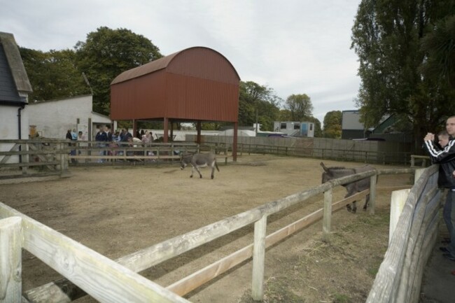 DONKEYS IN DUBLIN ZOO