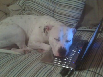 After not seeing my dog in 5 months, I skyped with him last night. My mom sent me this after we disconnected: - Imgur