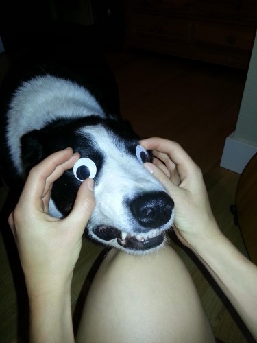Tried to put googly eyes on my dog... - Imgur
