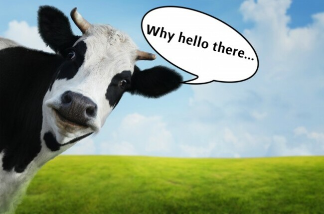 cow