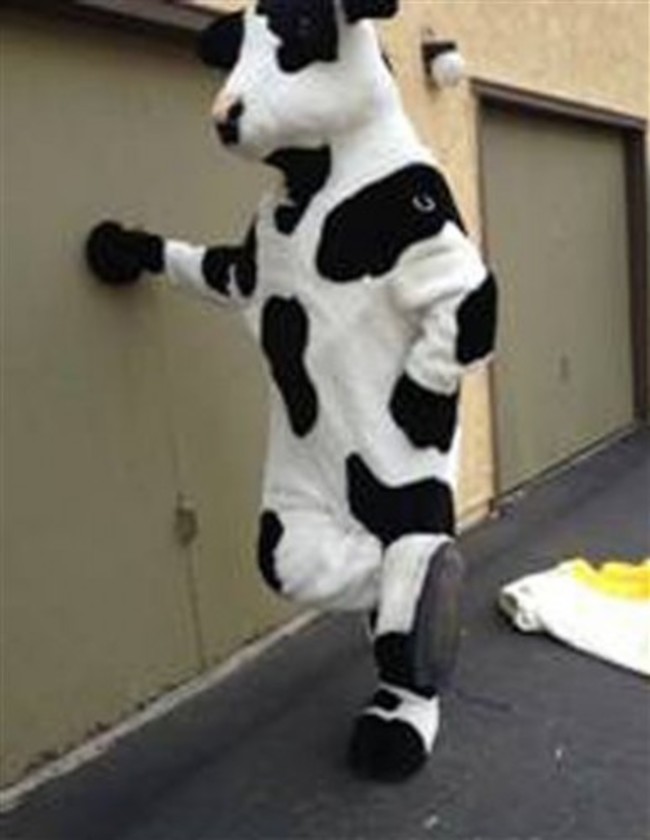 Cow Costume Stolen