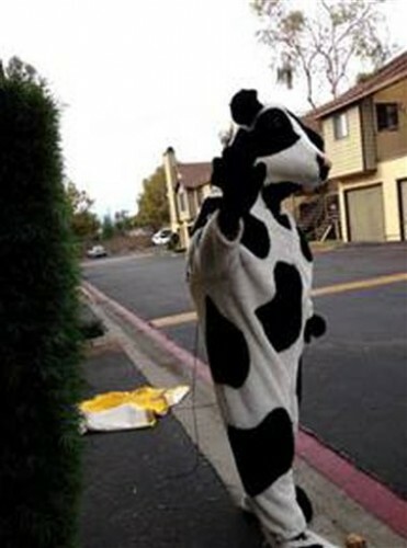 Cow Costume Stolen