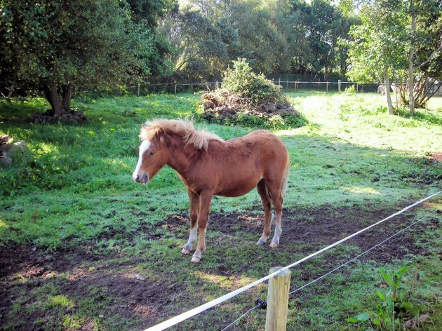 Kerry Bog Pony, Bog Village, Kerry, Ireland
