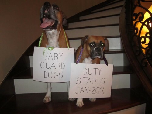 funny baby announcements with dogs