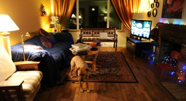 Rosie stretches in the golden living room on the wood floor, school books & computer on the table, watching The Simpsons, sofa, chair, window, bench, drapes, art, rug, Christmas tree lights, Wedgwood, Seattle Washington, USA