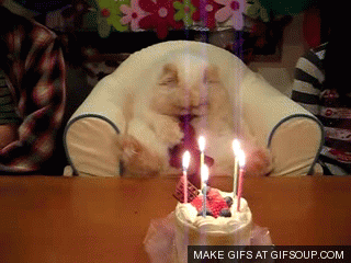 happy-birthday-cat-o