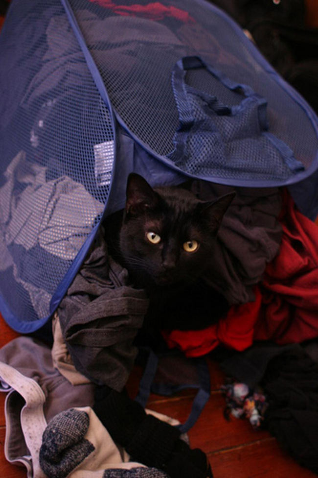 Laundry cats