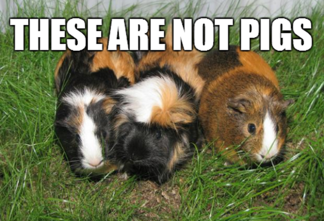 guinea pigs