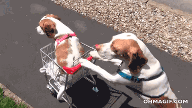 best-dog-gifs-shopping-cart