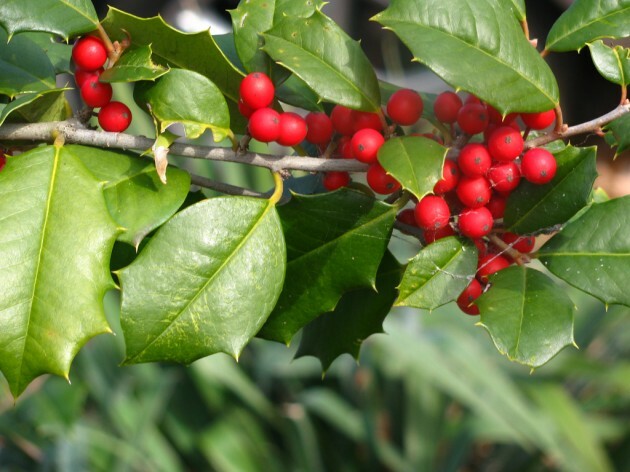 holly tree