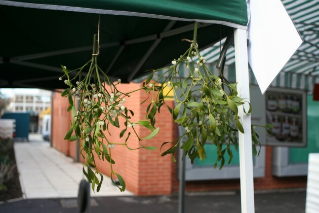 Mistletoe