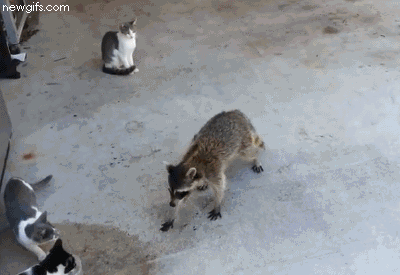 raccoon-stealing-cat-food