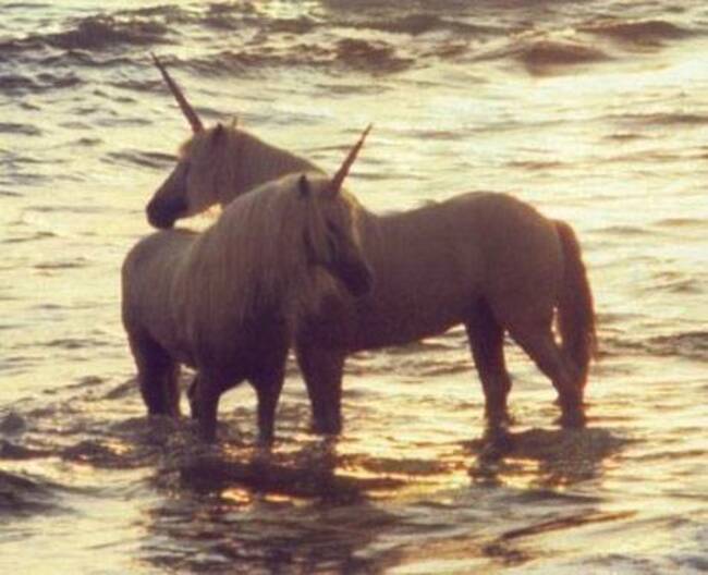 unicorns