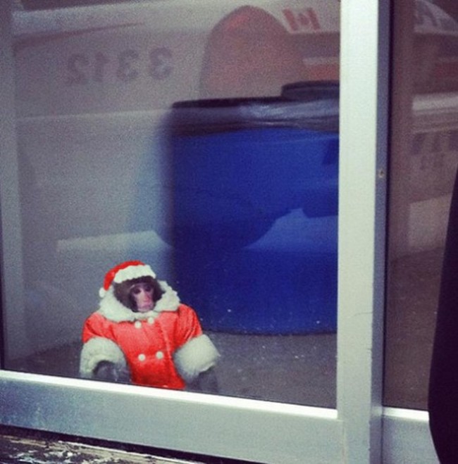 ikea monkey xmas - Imgur