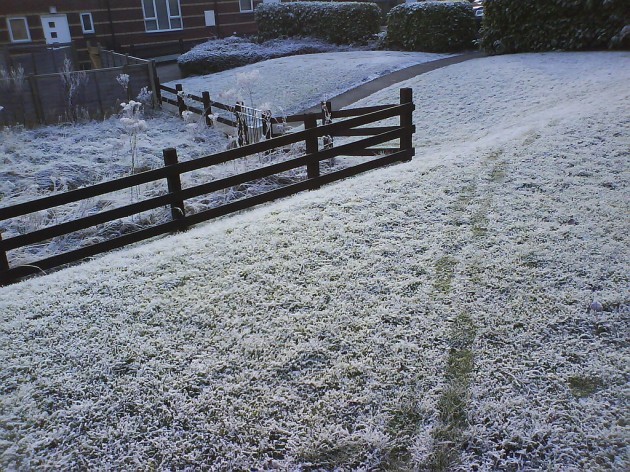 Frost grass