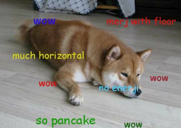 shiba-inu-meme