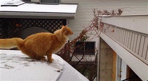 Proof that cats can be just as clumsy as humans · The Daily Edge
