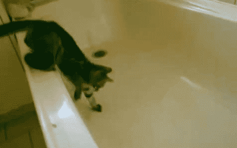 cat_doesn__t_want_to_take_a_bath___gif__by_lookincool45-d578eox