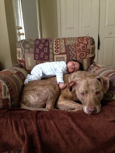 A baby and a 125lb Pit Bull - Imgur