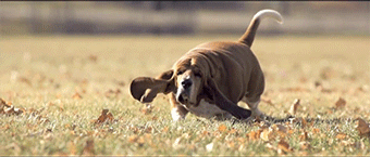 Basset Hound running in slow-motion - Imgur