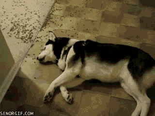 funny-gifs-lazy-dog-eating-kibbles-off-the-floor