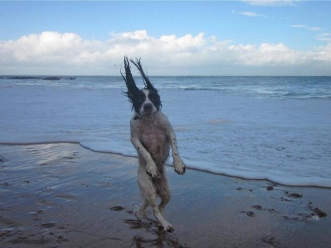 Just a dog going for a walk on the beach... - Imgur