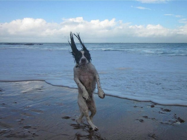 Just a dog going for a walk on the beach... - Imgur