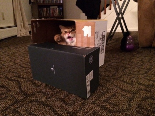 Built my cat a fort. He was thrilled. - Imgur