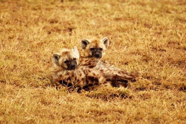 Baby Hyenas