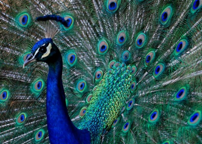 peacock