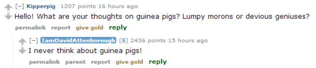 guinea pigs