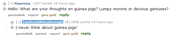 guinea pigs