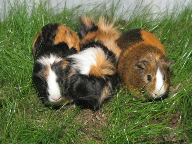 Guinea Pigs