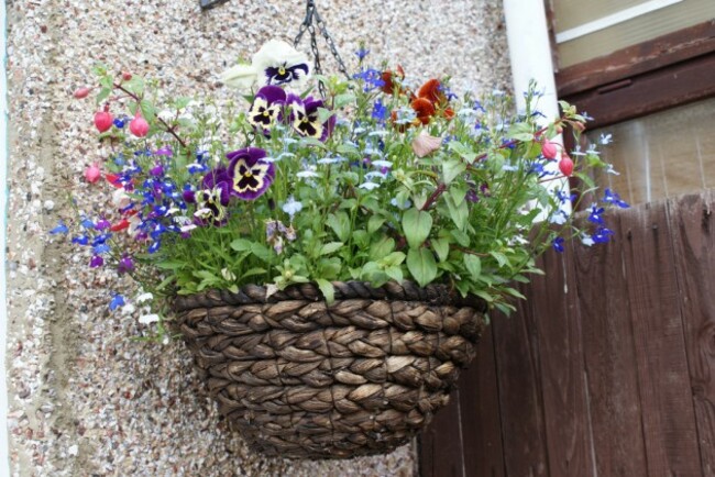 Hanging Basket