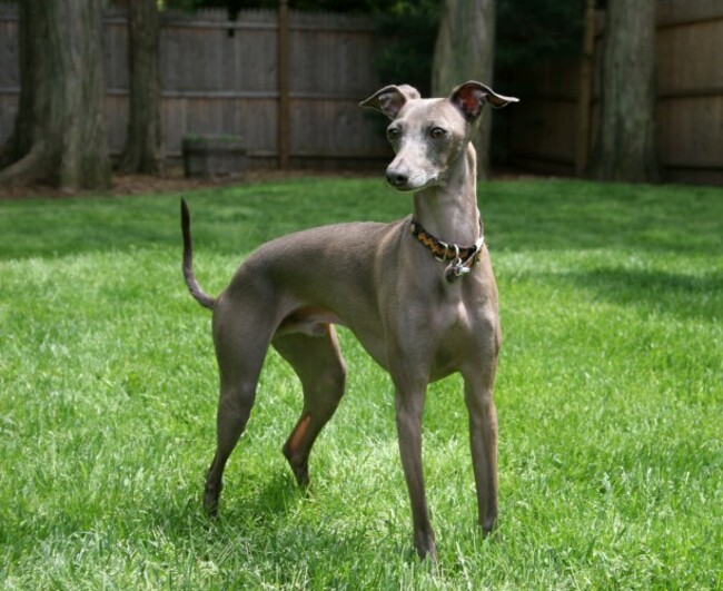 Italian_Greyhound_standing_gray