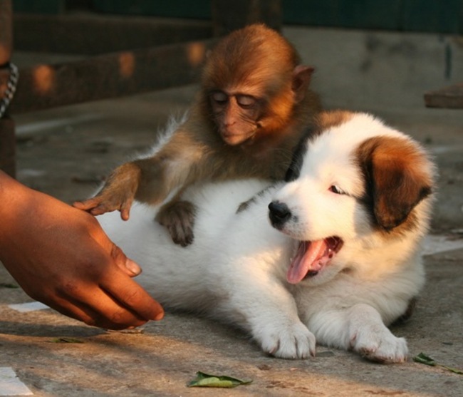 sir-no-touching-dog-please-monkey