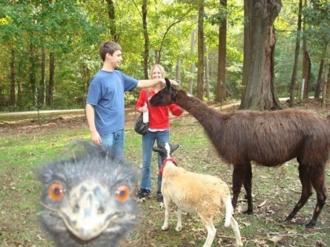 Greatest photobomb ever. - Imgur