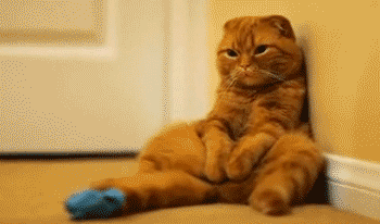 cat8