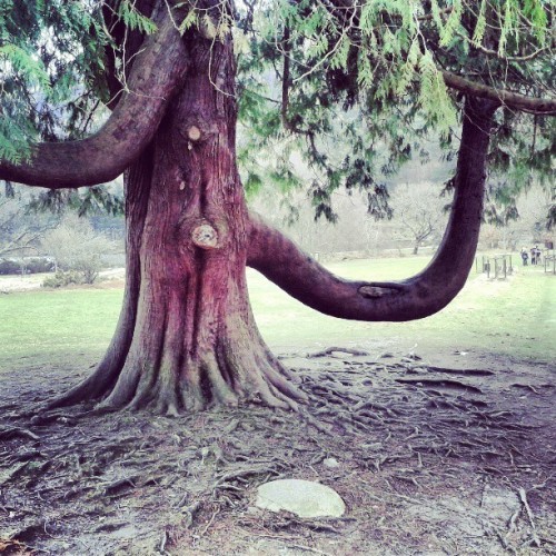 #Glendalough #Ireland #amazing #tree #trunk that is #live... Amigos de la vida....