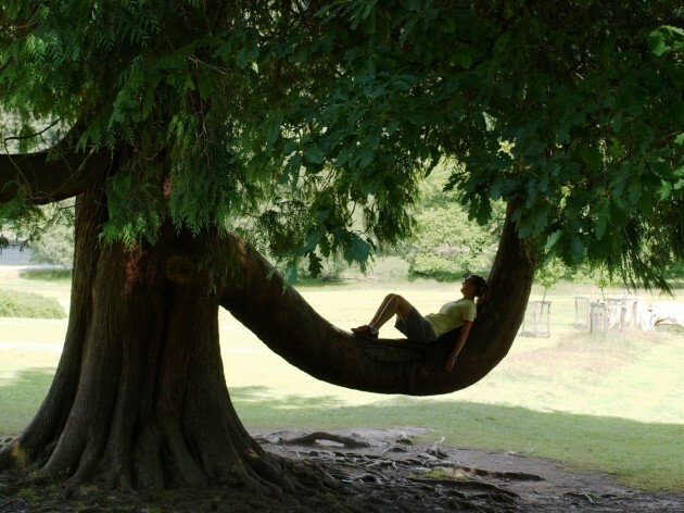 trees irish amazing die before shawn wang source